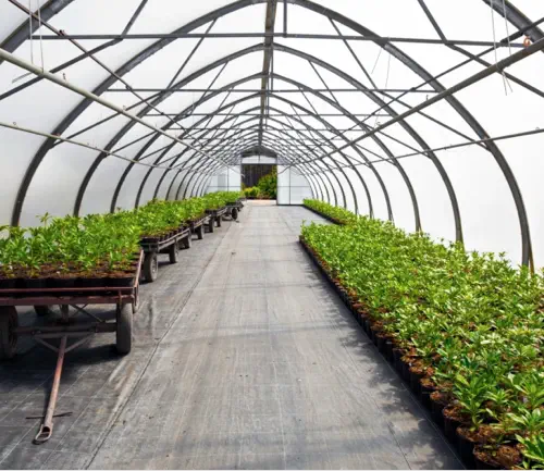 Best Clear Greenhouse Plastic for High-Light Crops thumbnail