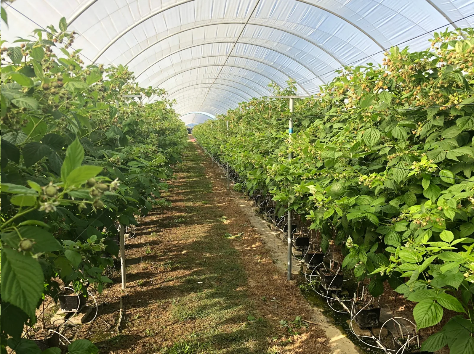 Berry plants in rows inside a clear-covered greenhouse, illustrating high-light crop production.