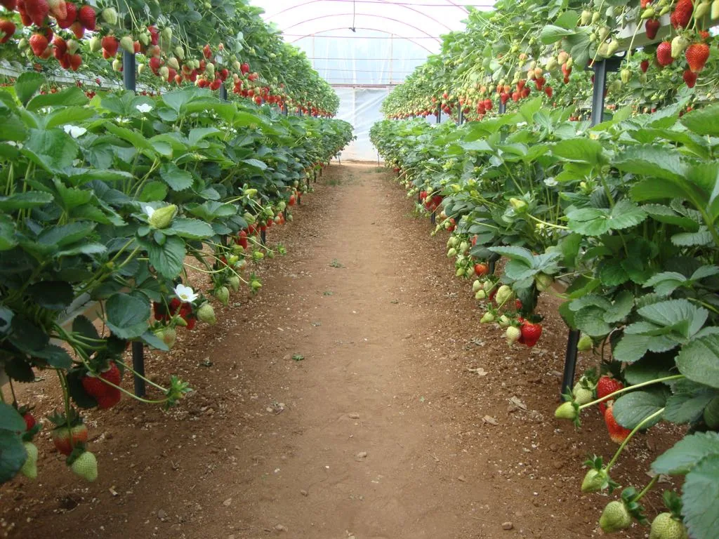 Strawberry plants growing under a clear greenhouse cover with strong natural sunlight.