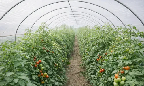 Clear vs Diffused Greenhouse Plastic: Which Is Better? thumbnail