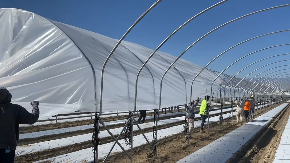 Greenhouse plastic being pulled over a hoop house frame during installation