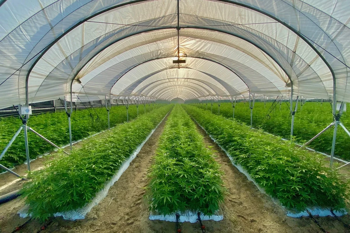 Cannabis autoflower rows inside a commercial hoop house in Coachella California