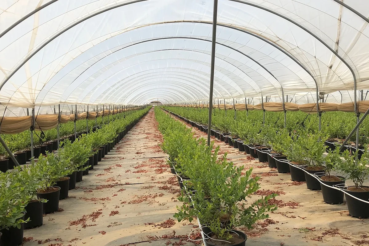 Substrate blueberry rows in pots inside a commercial hoop house