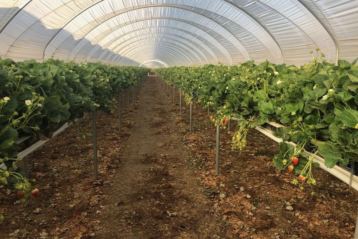 Mature tabletop strawberry rows inside a commercial hoop house in Nipomo California