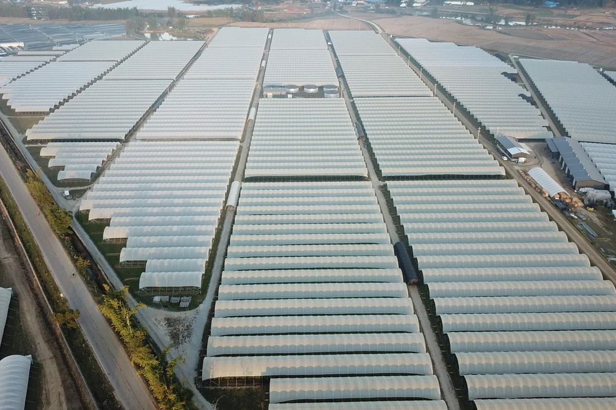 Aerial view of a large substrate raspberry hoop-house site in Xishuangbanna China
