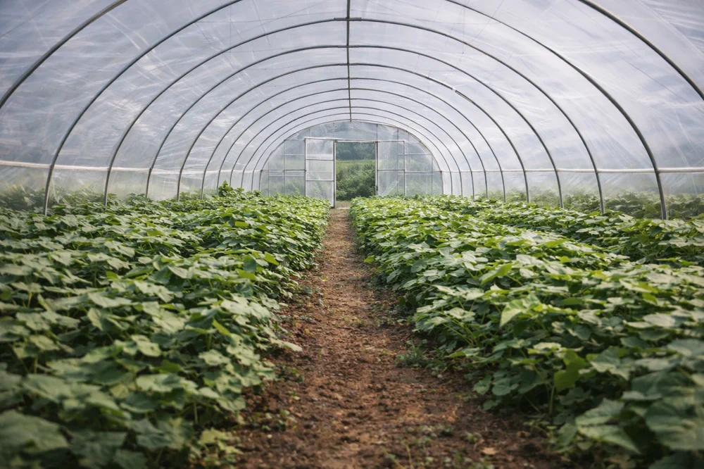 Interior of a hoop house covered in clear poly plastic with bright, even daylight and healthy crop rows