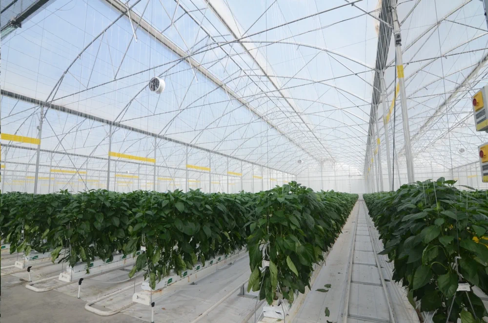 Installation quality and climate often matter as much as film specs for real-world performance and lifespan