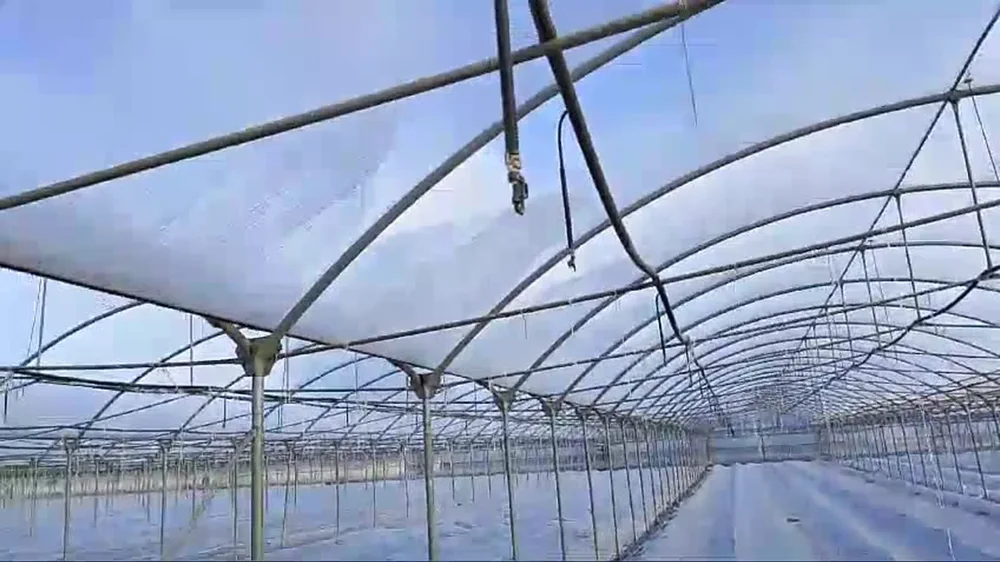 Greenhouse roof film comparison showing anti-condensation performance in a greenhouse structure