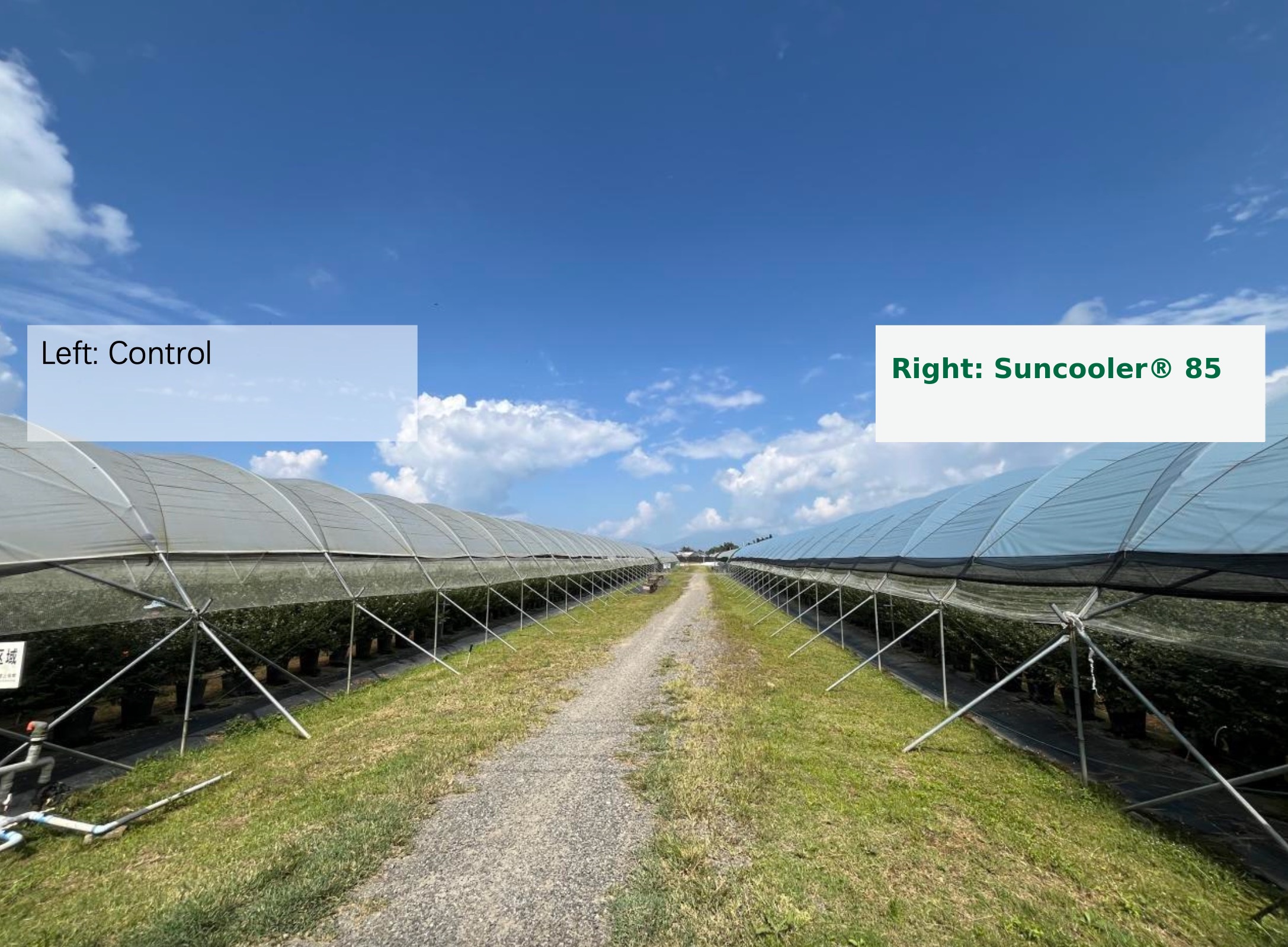 Side-by-side blueberry tunnel houses in Yunnan with standard control film at left and Suncooler® 85 at right