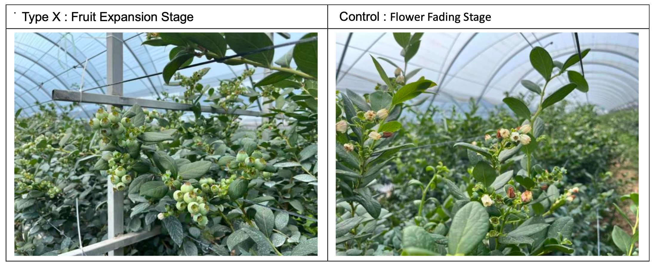 Blueberries under the Suncooler® 85 trial film at fruit expansion stage beside control blueberries at flower fading stage