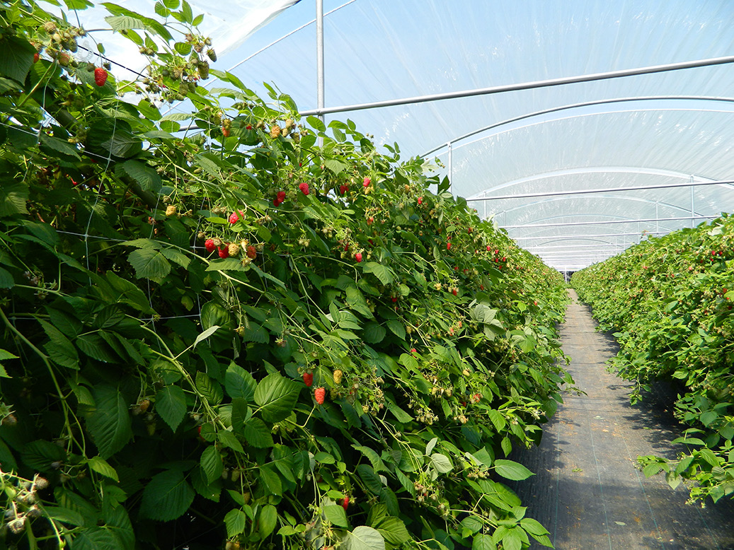 Rows of raspberries growing under Suncooler® 88 greenhouse film in a tunnel in Agadir, Morocco