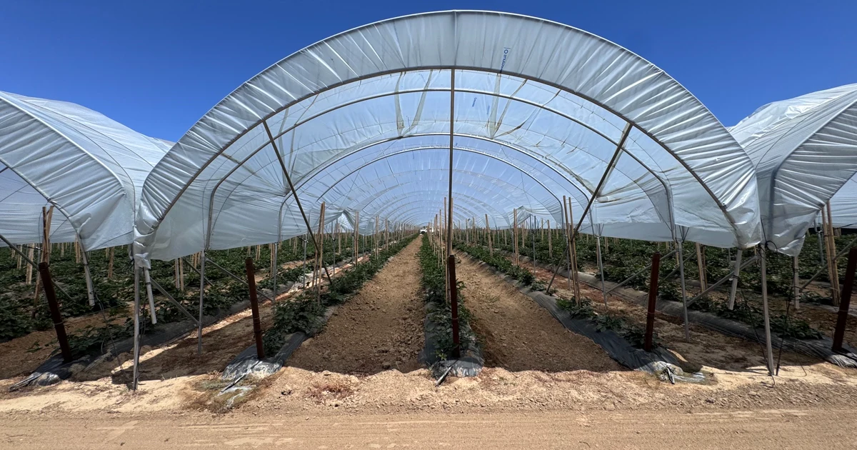 Suncooler® Heat-Reducing Greenhouse Film for Sensitive Crops  thumbnail