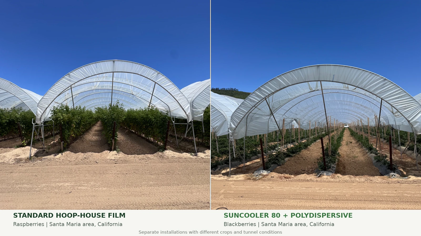Two separate Santa Maria-area tunnel installations: raspberries under standard hoop-house film and blackberries under Suncooler® 80 with polydispersive diffusion