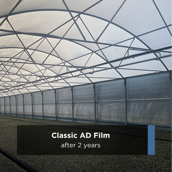 Classic AD film after 2 years, viewed from inside the greenhouse