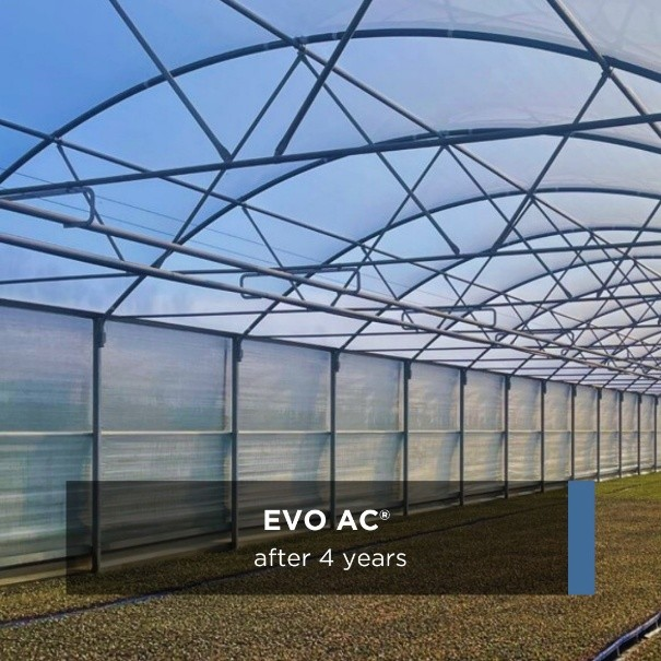 EVO AC film after 4 years, viewed from inside the greenhouse