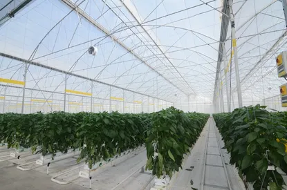 White weed control mat used as ground cover in a greenhouse growing aisle