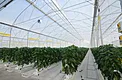 White weed control mat used as ground cover in a greenhouse growing aisle