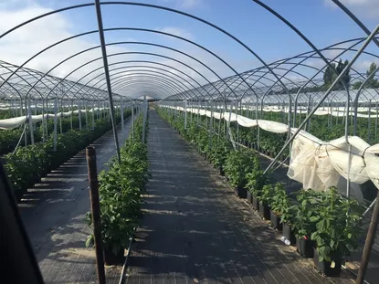 Black weed control mat installed in a greenhouse walkway between crop rows