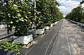Black weed control mat installed in a greenhouse aisle beside container-grown crop rows