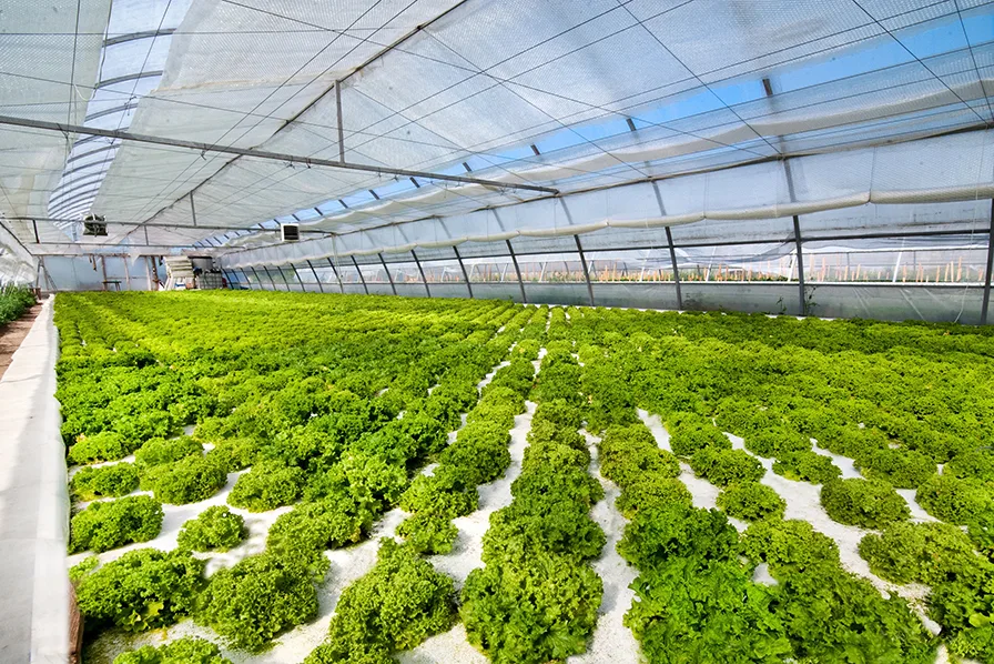 Hoop House / Poly Plastic 65-70% light diffusion engineered for FL & CA greenhouses main image