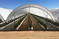 Hoop House / Poly Plastic 65-70% light diffusion engineered for FL & CA greenhouses gallery image 4