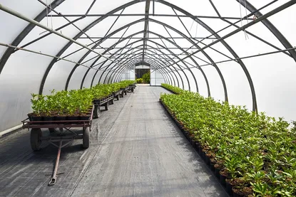 White overwinter greenhouse plastic installed on a greenhouse for winter growing