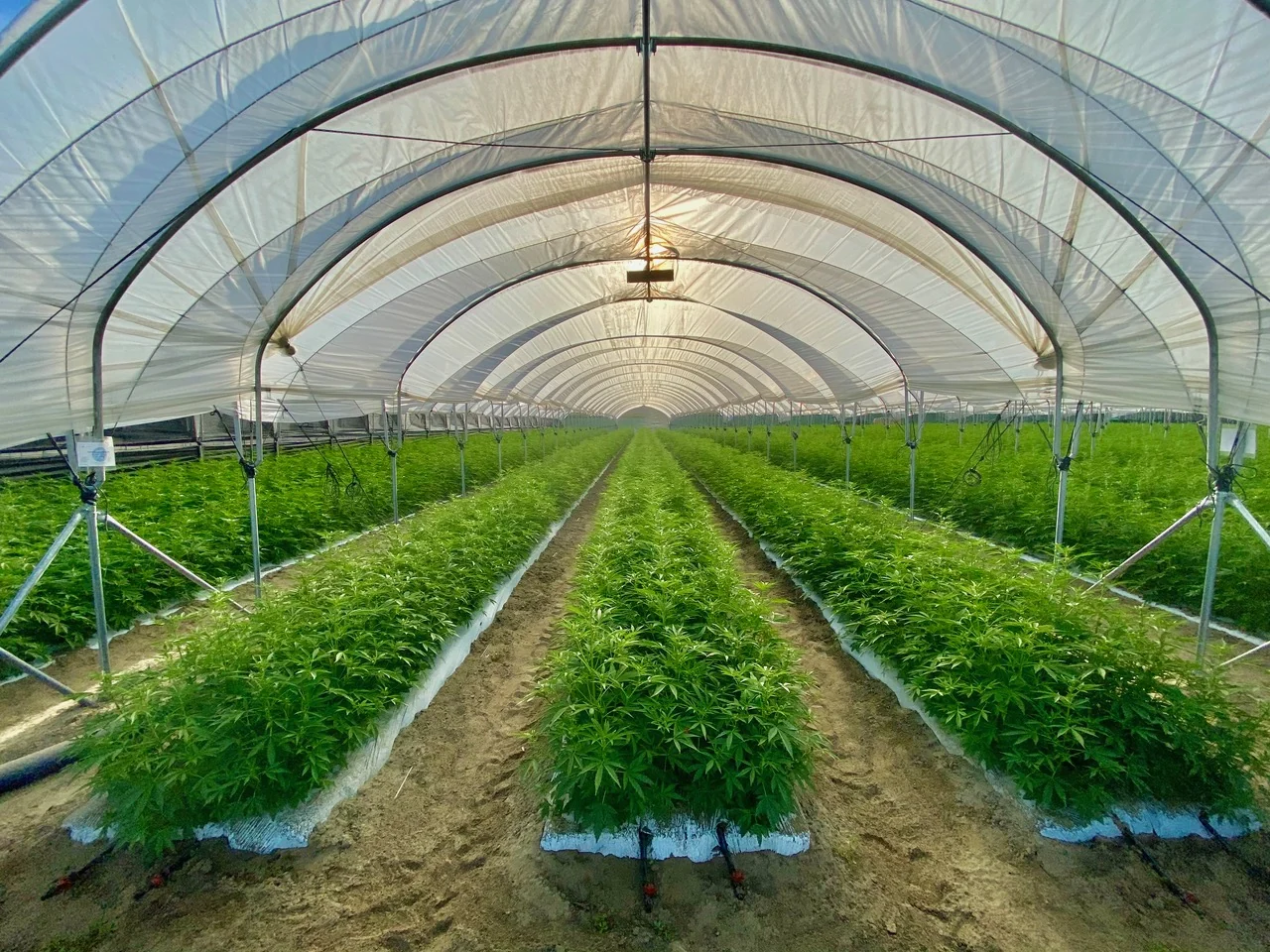 Cannabis autoflower rows growing inside a Coachella hoop house with 5-layer greenhouse plastic cover