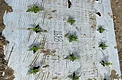 Small cannabis autoflower seedlings planted through black and white bed mulch