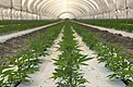 Cannabis autoflower plants growing in a bed row inside a greenhouse tunnel