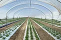 Early cannabis autoflower rows inside a Coachella hoop house over black and white bed mulch