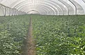 Cannabis autoflower rows inside a hazy greenhouse tunnel