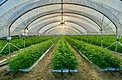Cannabis autoflower rows growing inside a Coachella hoop house with 5-layer greenhouse plastic cover