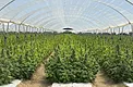 Mature cannabis autoflower crop rows under greenhouse plastic inside a Coachella hoop house