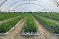 Mid-stage cannabis autoflower rows under 5-layer hoop-house plastic in Coachella