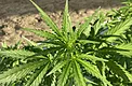 Close-up of a cannabis autoflower plant grown inside a Coachella hoop house