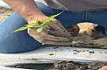 Cannabis autoflower seedling being planted through black and white bed mulch