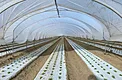 Early three-bed cannabis autoflower planting layout inside a Coachella hoop house