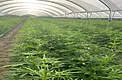 Vertical view of cannabis autoflower rows inside a hoop house