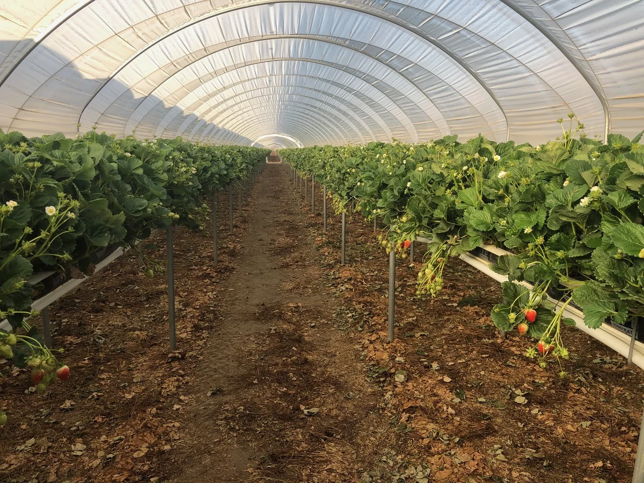 Mature fruiting strawberry plants inside a hoop-house at the Nipomo California project