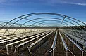 Early-stage hoop-house structure over tabletop strawberry rows in Nipomo, California