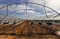 Bare hoop-house structure and tabletop growing rows at the Nipomo strawberry project