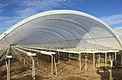 Covered hoop-house row with young substrate strawberries in Nipomo, California
