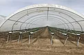 Centered view inside a covered hoop-house with young strawberry plants in substrate rows