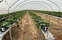 Young strawberry plants growing in long tabletop rows inside a hoop-house