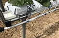 Close-up of drip irrigation emitters feeding a strawberry substrate grow bag