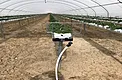 Front-row view of young strawberries growing in substrate bags inside the hoop-house