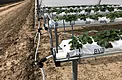 Exterior side view of tabletop strawberry rows and hoop-house structures in Nipomo