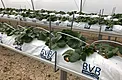Close-up of support hardware, irrigation lines, and substrate bags in the tabletop strawberry setup