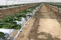 Angled row view of growing strawberries with visible drip irrigation lines in the hoop-house