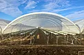 Developing strawberry plants filling the tabletop rows inside the hoop-house